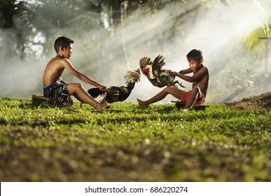 Mẹo hiệu quả để tăng tỷ lệ thắng khi nuôi gà đá Mẹo hiệu quả để tăng tỷ lệ thắng khi nuôi gà đá