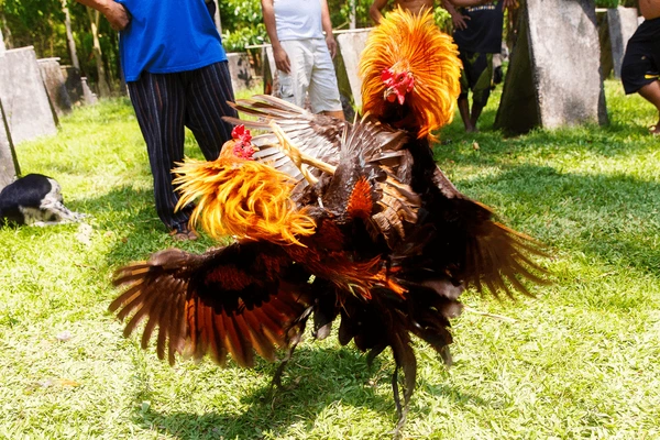 Trải nghiệm đá gà thomo trực tiếp từ năm 2015 với những trận đấu kịch tính nhất Trải nghiệm đá gà thomo trực tiếp từ năm 2015 với những trận đấu kịch tính nhất